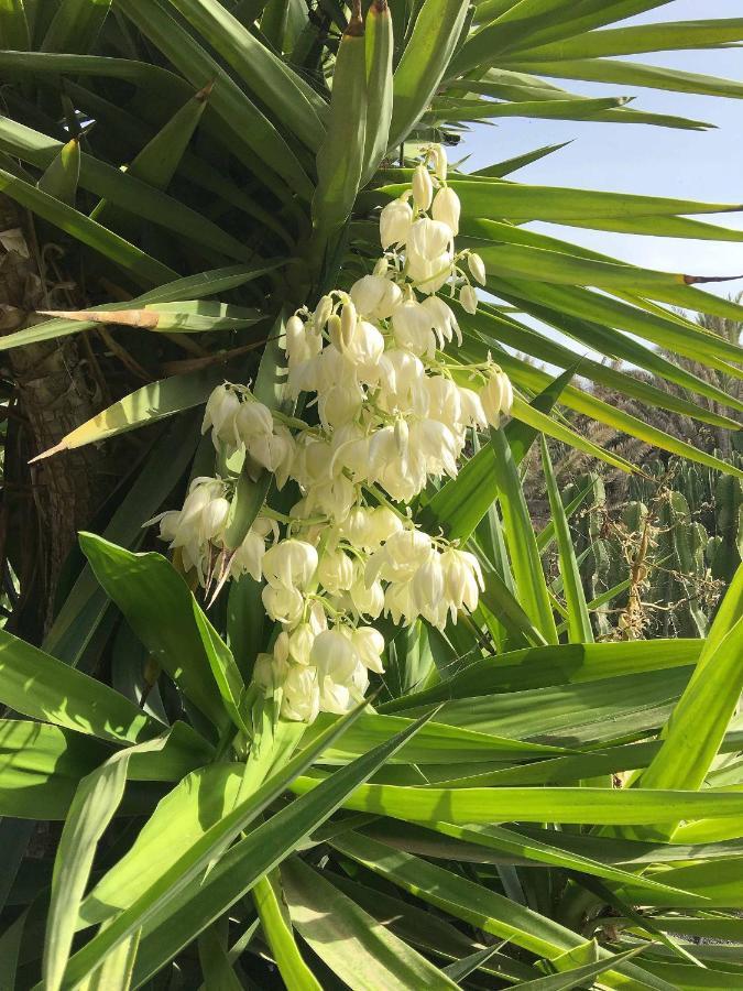 Casa Panama,In Der Finca Mimosa Теґісе Екстер'єр фото